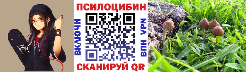 Галлюциногенные грибы Psilocybe  Мышкин 